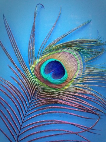 peacock-826972_960_720