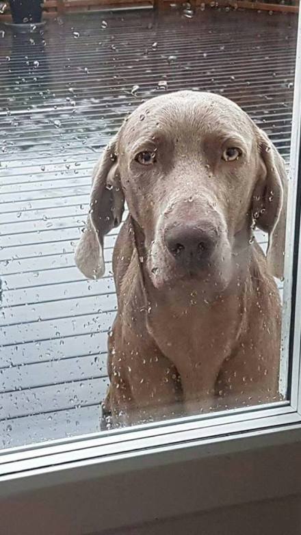 13962478_10209602370312222_1008240293829348808_n